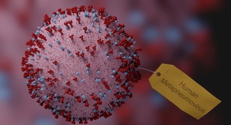 Human Metapneumovirus