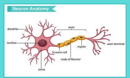 brain cell